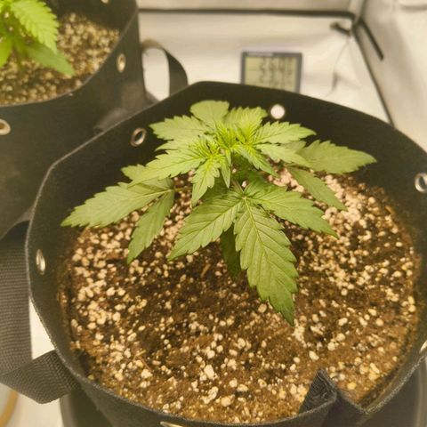 HulkBerry Auto growlog timeline photo