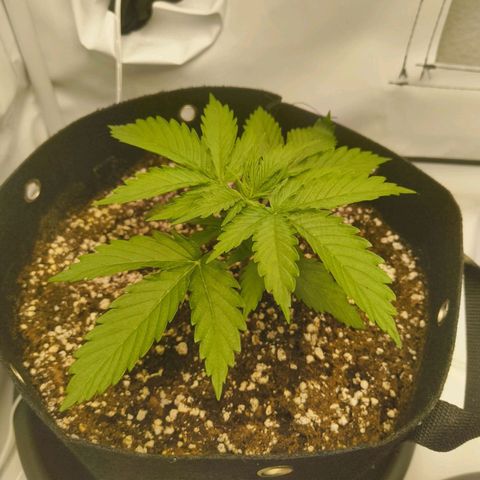 Purple Queen Auto growlog timeline photo