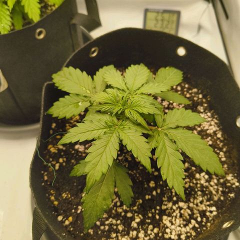 HulkBerry Auto growlog timeline photo