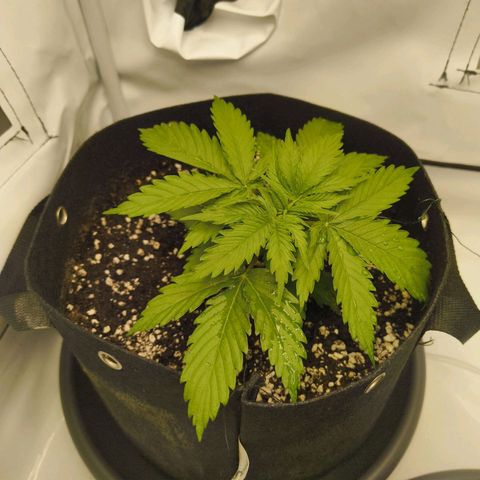 Purple Queen Auto growlog timeline photo