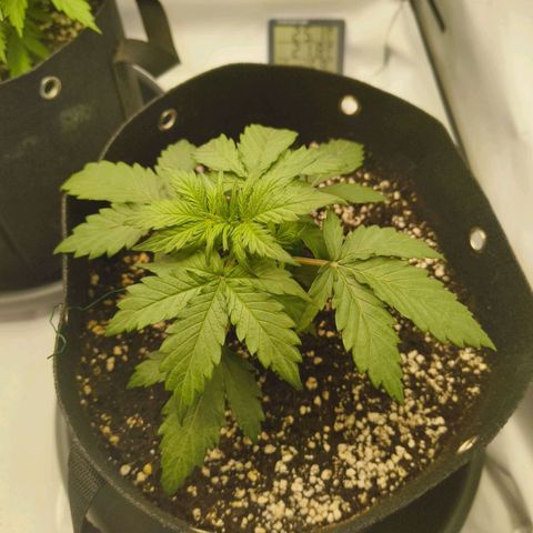 HulkBerry Auto growlog timeline photo