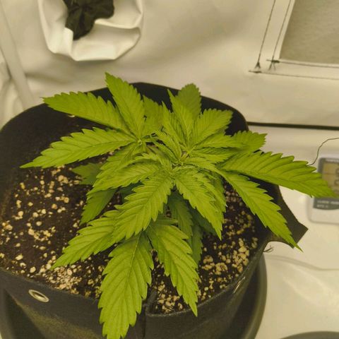 Purple Queen Auto growlog timeline photo