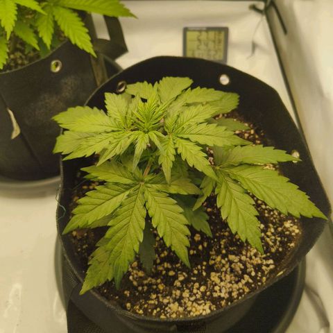 HulkBerry Auto growlog timeline photo
