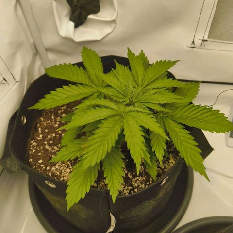 Purple Queen Auto growlog timeline photo