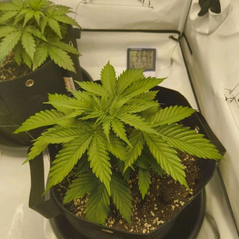 Purple Queen Auto growlog timeline photo