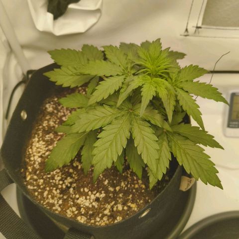 HulkBerry Auto growlog timeline photo
