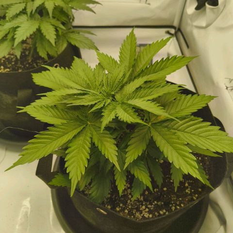 Purple Queen Auto growlog timeline photo