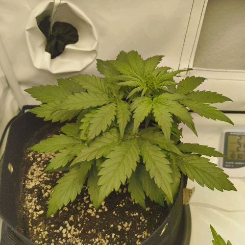 HulkBerry Auto growlog timeline photo