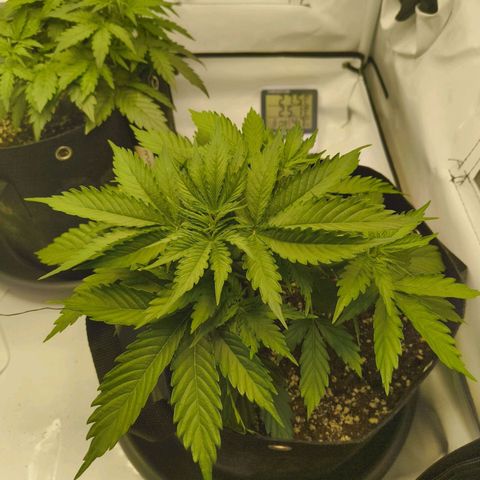Purple Queen Auto growlog timeline photo