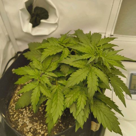 HulkBerry Auto growlog timeline photo