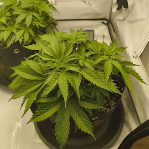 Purple Queen Auto growlog timeline photo