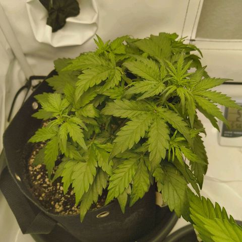 HulkBerry Auto growlog timeline photo