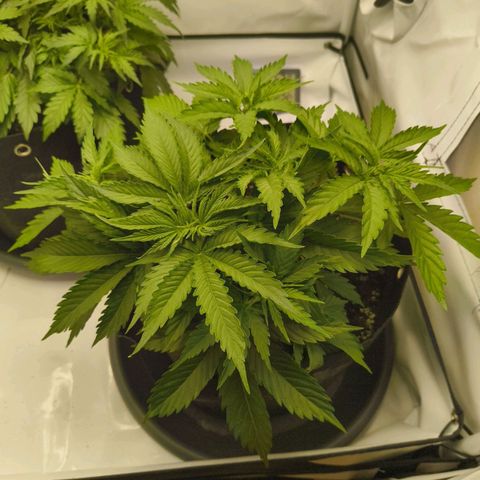 Purple Queen Auto growlog timeline photo