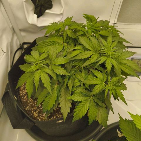 HulkBerry Auto growlog timeline photo