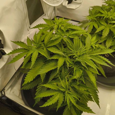 Purple Queen Auto growlog timeline photo