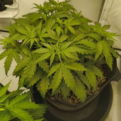 HulkBerry Auto growlog timeline photo