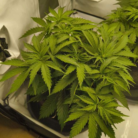 Purple Queen Auto growlog timeline photo