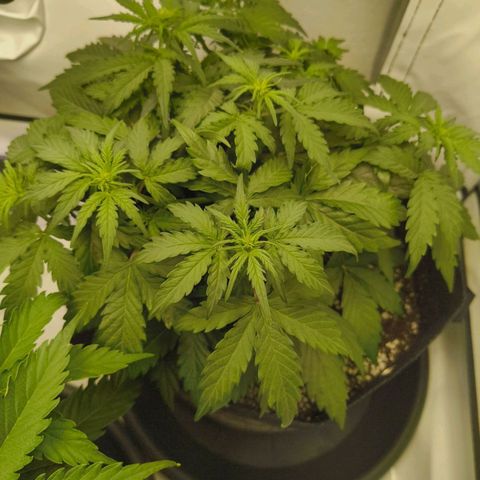 HulkBerry Auto growlog timeline photo