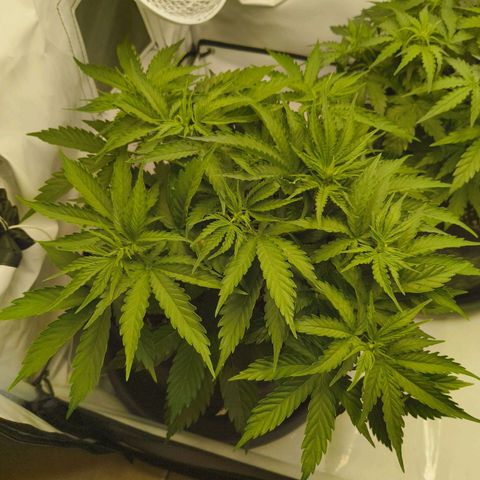 Purple Queen Auto growlog timeline photo