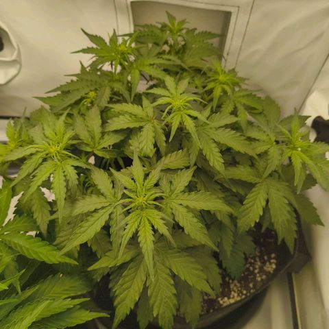 HulkBerry Auto growlog timeline photo