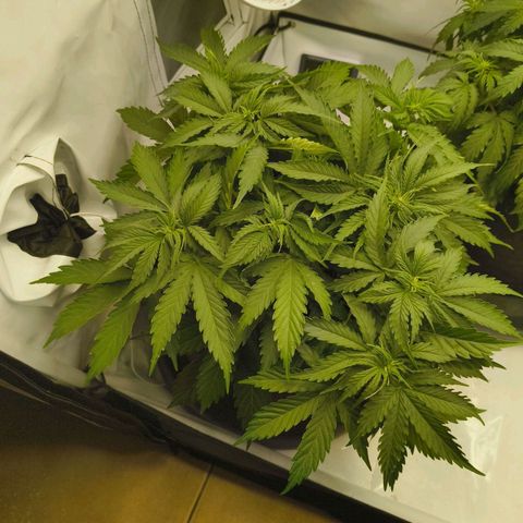 Purple Queen Auto growlog timeline photo