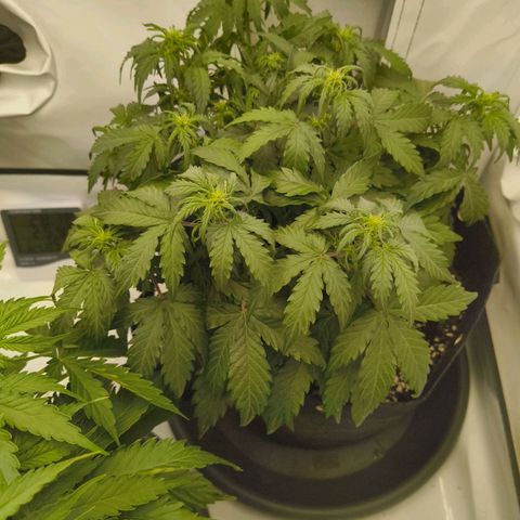 HulkBerry Auto growlog timeline photo