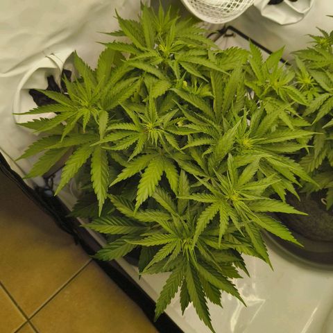 Purple Queen Auto growlog timeline photo