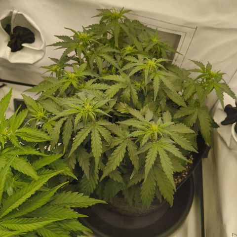 HulkBerry Auto growlog timeline photo