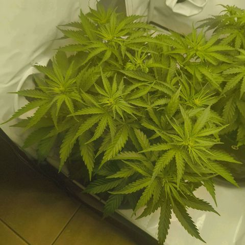 Purple Queen Auto growlog timeline photo