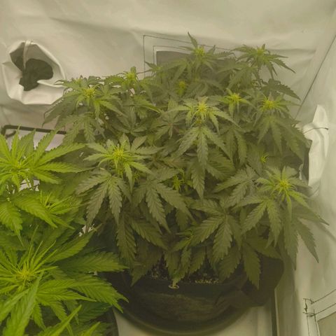 HulkBerry Auto growlog timeline photo