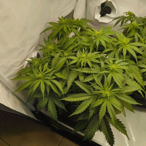 Purple Queen Auto growlog timeline photo