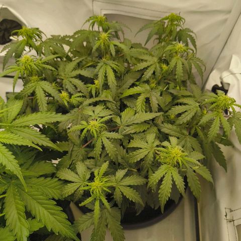 HulkBerry Auto growlog timeline photo