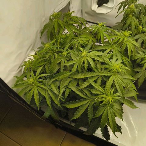 Purple Queen Auto growlog timeline photo
