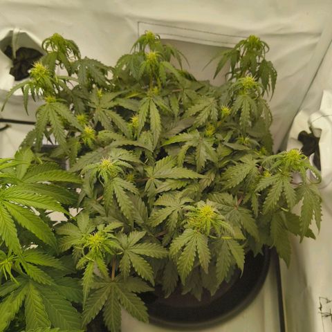 HulkBerry Auto growlog timeline photo