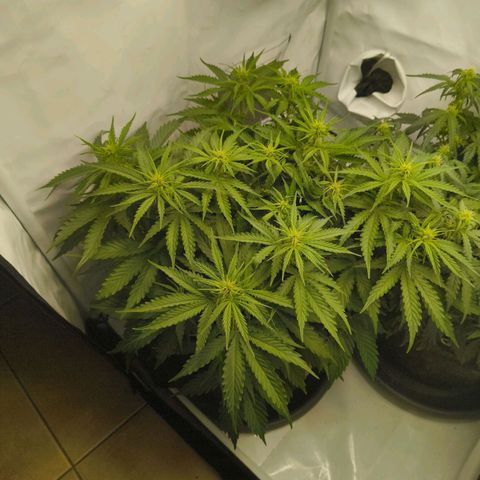 Purple Queen Auto growlog timeline photo