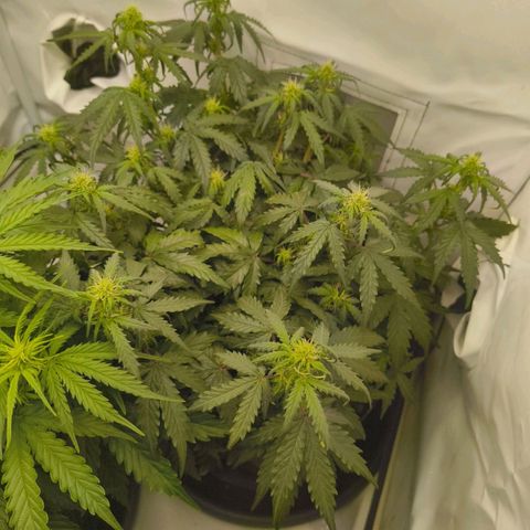 HulkBerry Auto growlog timeline photo