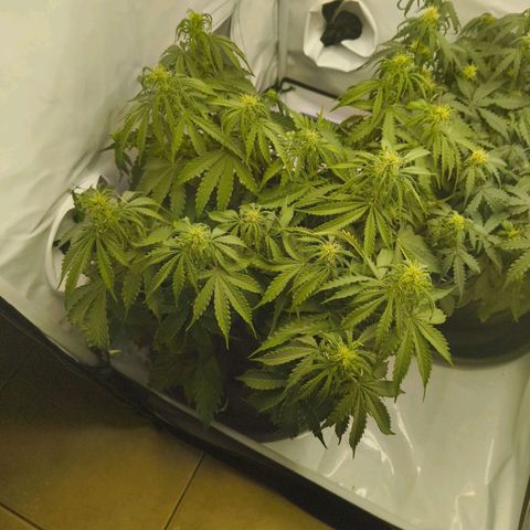 Purple Queen Auto growlog timeline photo
