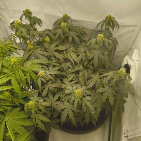 HulkBerry Auto growlog timeline photo