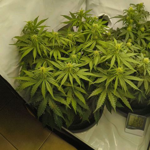 Purple Queen Auto growlog timeline photo