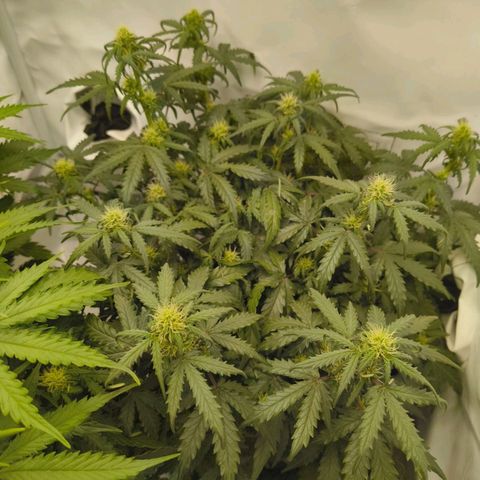 HulkBerry Auto growlog timeline photo