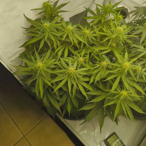 Purple Queen Auto growlog timeline photo
