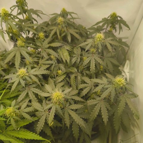 HulkBerry Auto growlog timeline photo