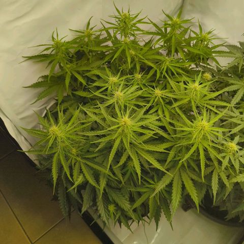 Purple Queen Auto growlog timeline photo