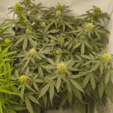 HulkBerry Auto growlog timeline photo