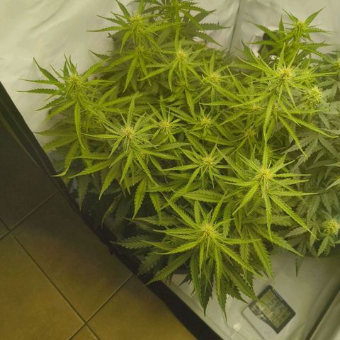 Purple Queen Auto growlog timeline photo