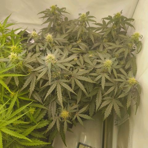 HulkBerry Auto growlog timeline photo