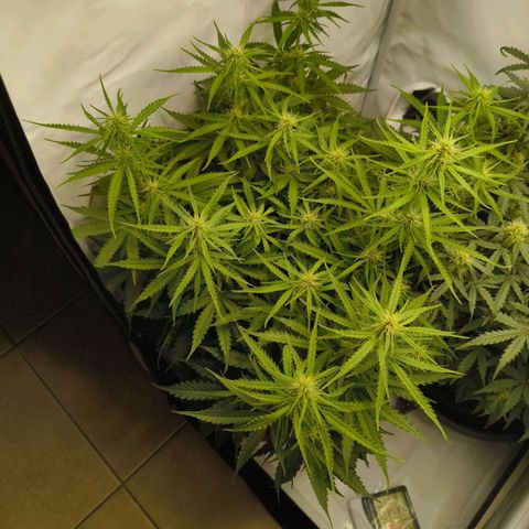Purple Queen Auto growlog timeline photo