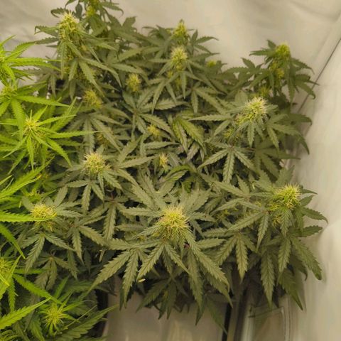HulkBerry Auto growlog timeline photo
