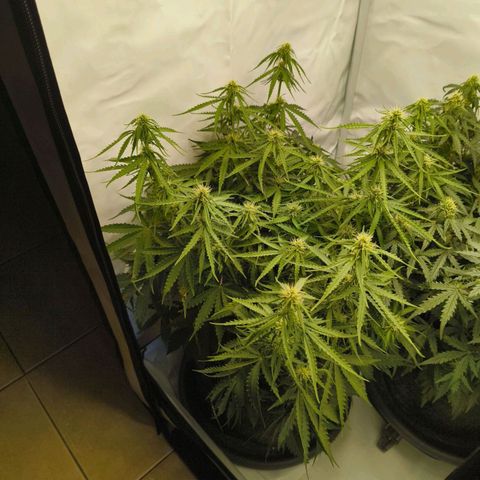 Purple Queen Auto growlog timeline photo