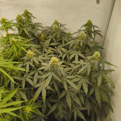 HulkBerry Auto growlog timeline photo